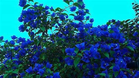 Bougainvillea Plant Colors