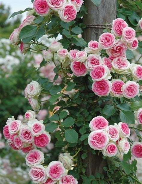 Mimi Vine Eden ~ Climbing Rose Rose Seeds Beautiful Flowers