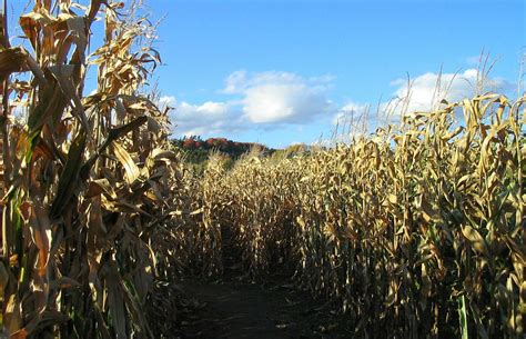 Creative Corn Maze Designs For Fall 2017 Agdaily