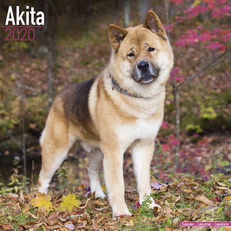 Today it reached a high of $0.000002, and now sits at $0.000002. Akita Calendar 2020 | Pet Prints Inc.