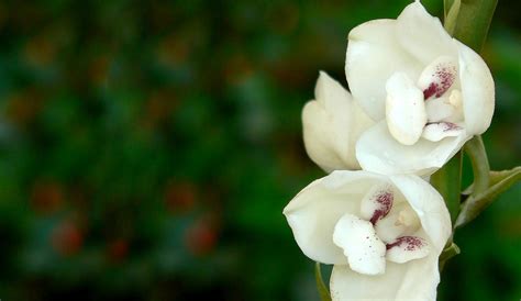 National Flower Of Senegal Best Flower Site