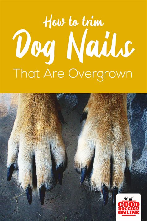 How to trim dark nails on a dog, or how to trim black nails on a dog. How to Trim Dog Nails that are Overgrown | Trimming dog ...