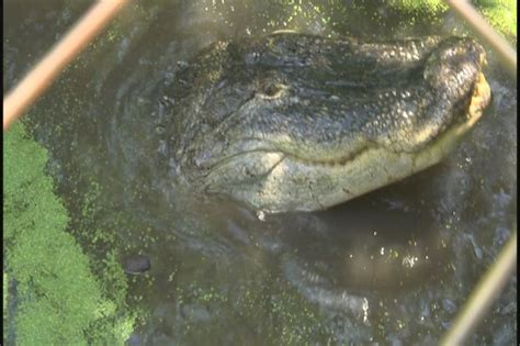 The Parks At Chehaw Visitors Feed Alligators At The Zoo