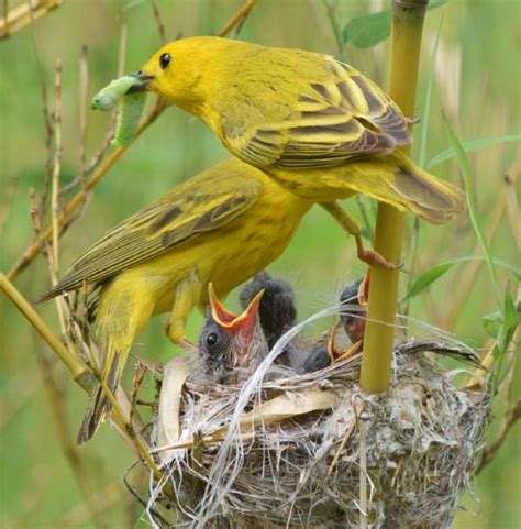 Yellow Warbler Nesting