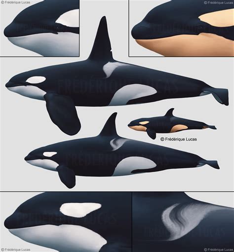 Orcinus Orca The Killer Whale By Namu The Orca On Deviantart