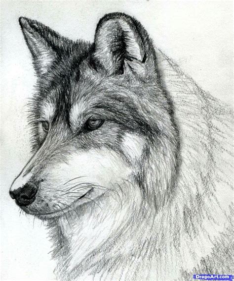 Pin By Rebecca Barba On A L Piz Realistic Drawings Painting Art Lesson Wolf Sketch