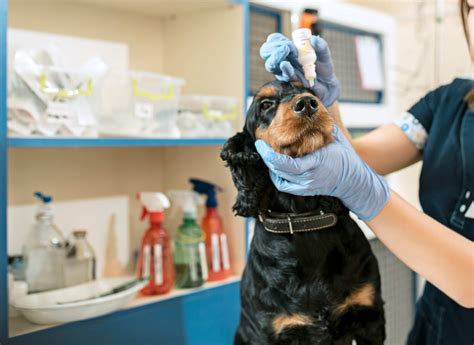 Grooming Pet : Grooming Westland Veterinary Hospital Located In 48185