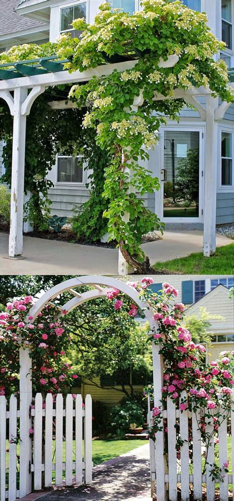 20 Favorite Flowering Vines And Climbing Plants A Piece Of Rainbow