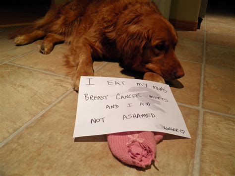 Catching cancer in its early stages can be the difference between life and death. Breast Cancer Awareness Mitts - Dogshaming