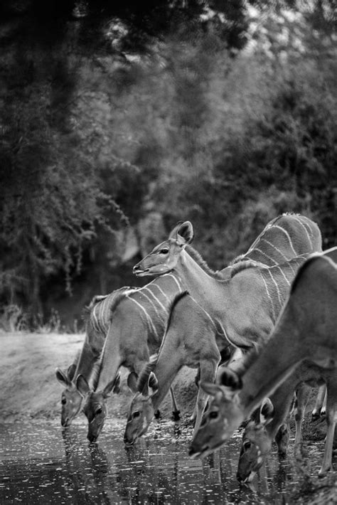 Monochrome Monday 89 Sabi Sabi Private Game Reserve Blog