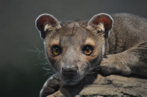 Fossa Wallpapers Animal Hq Fossa Pictures 4k Wallpapers 2019