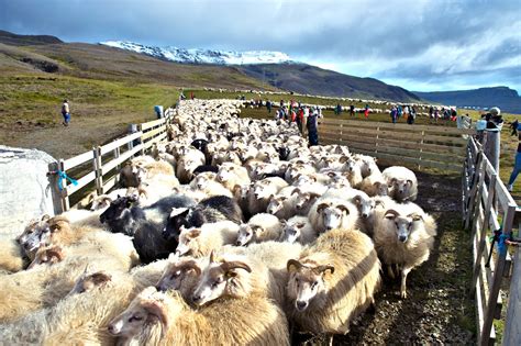 From Sheep Round Up To Rotten Skate A Guide To Icelandic Traditions