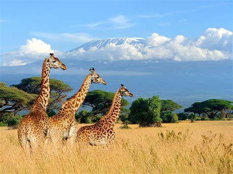 Kenya Travel Guide Everything You Need To Know About Visiting Kenya
