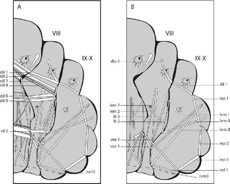 The Musculature Of Abdominal Segment Ix X With All Muscles Present In