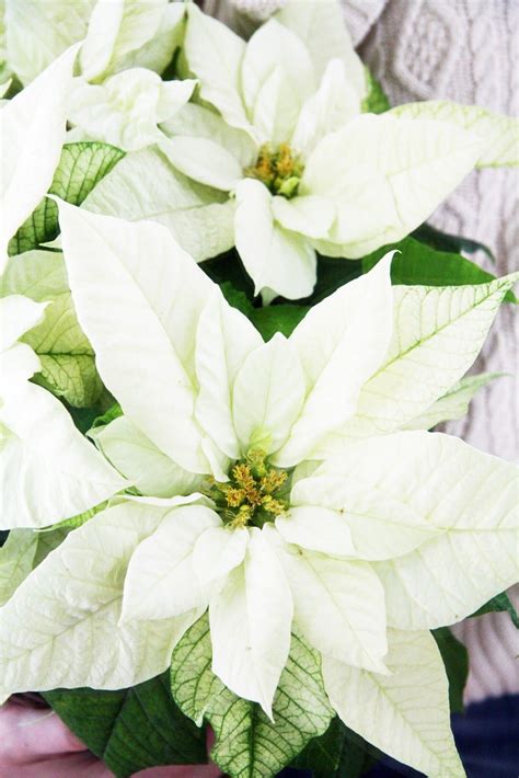 White Poinsettias From A Country Farmhouse Christmas Flowers