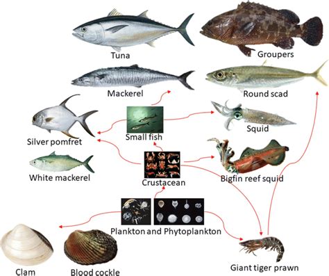 Food Chain In A Marine Ecosystem Download Scientific Diagram