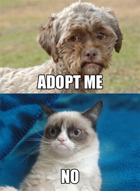 Dog With Human Face Needs Adoption Grumpy Cat Know Your Meme