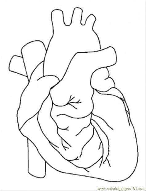 Coloring Pages Heart Peoples Body Free Printable Coloring Heart