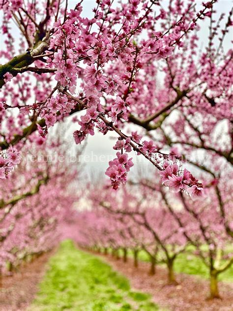 Peach Tree Blossoming Peach Trees Orchards Flower Blossom Peach