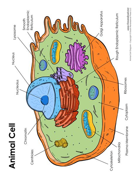 Animal Cell Model Diagram Labeled Animal Cell Model Diagram Project