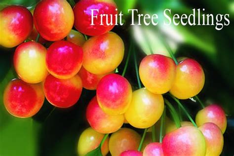 Willamette Nurseries Rootstock Clonal Seedling Fruit Tree Ornamental