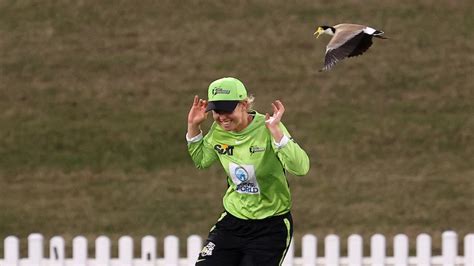 Sydney Thunder And Hobart Hurricanes Players Dodge Swooping Plovers