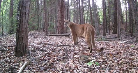 Trail Cam Video Shows Mountain Lion Walking Right Next To Unaware