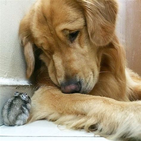 A Dog 8 Birds And A Hamster Are The Most Unusual Best Friends Ever