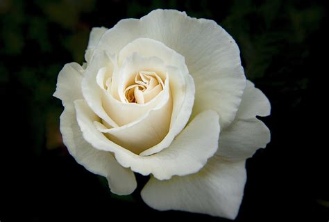 White Rose · Free Stock Photo