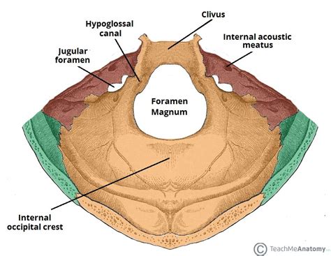 Fossa Posterior Anatomia Papel E Caneta