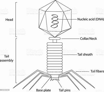 Bacteriophage Structure Illustration Vector Royalty Illustrations Bacterium