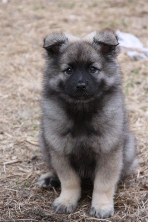 Because Keeshonds Are Adorable Keeshond Puppy Puppies Keeshond Dog