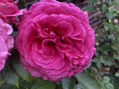 Eden Rose In Full Bloom Rgardening