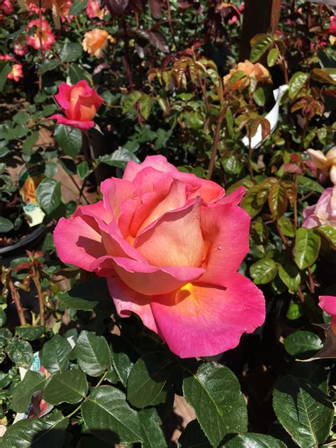 Chicago Peace rose - Sloat Garden Center