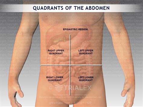 Anatomy Quadrants Diagram Of Abdomen Quadrants Images And Photos Finder
