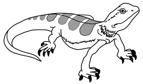 Yes, because lizards are among the most common reptiles in our territory. Salamander Drawing Coloring Pages