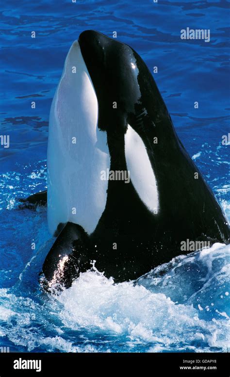 Killer Whale Orcinus Orca Adult Breaching Stock Photo Alamy