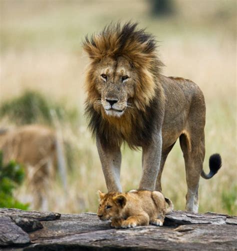 Best Lion Protecting Cubs Stock Photos Pictures And Royalty Free Images