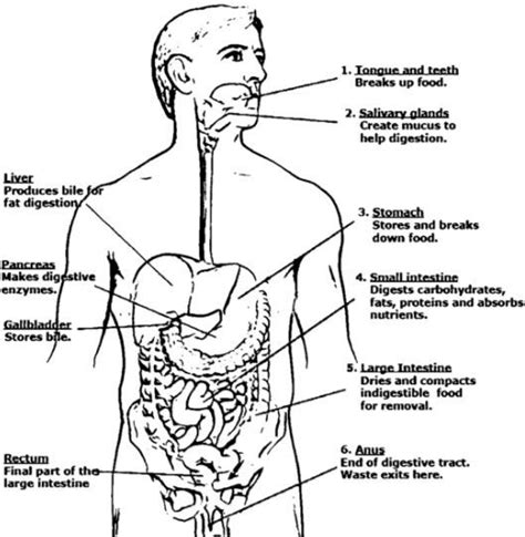 What quadrant is number 2 in the image to the right? digestive system coloring page full | Digestive system ...