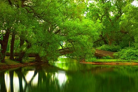 Trees With Water Wallpaper 63 Images