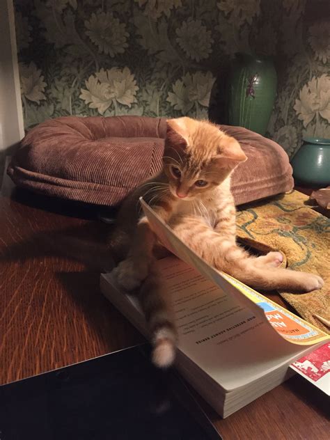 Pretty Animals Pretty Cats Giant Animals Cat Books Cat Aesthetic