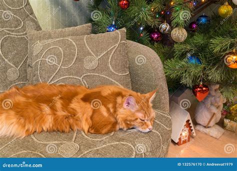 Cute Young Red Cat Of Maine Coon Breed Sleeping On The Sofa In T Stock