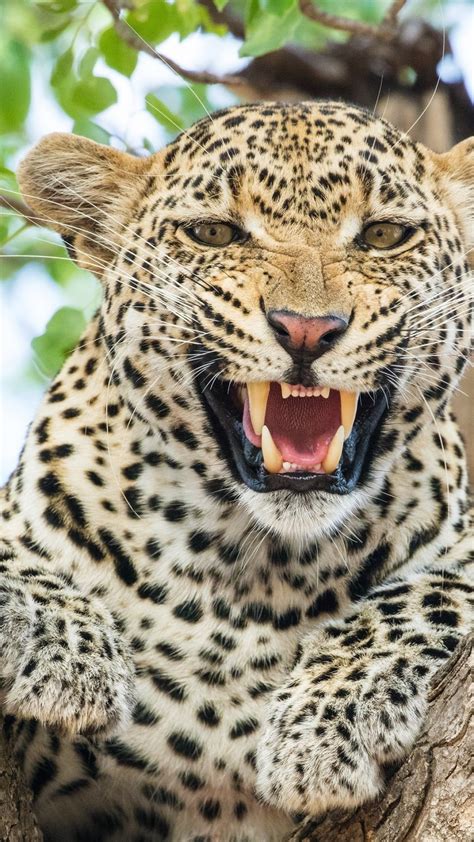 Wallpaper Leopard Hd Animals 15158
