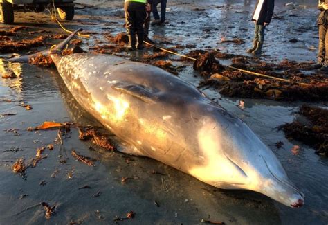 Cuviers Beaked Whale Discovered For First Time In Maritimes Cbc News