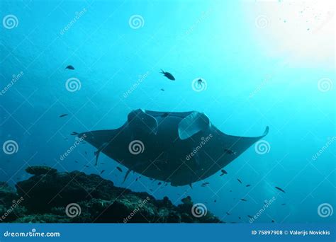Manta Ray Underwater Diving Photo Maldives Indian Ocean Stock Photo