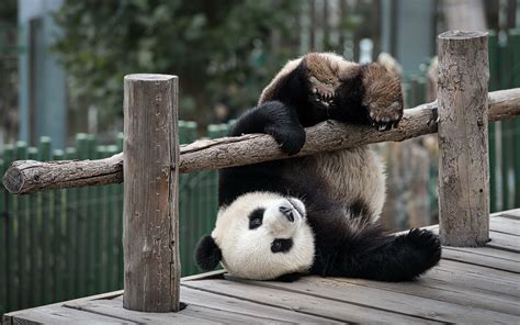 Tapeta Na Monitor Zvířata Panda Medvěd Zoo