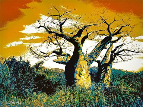 Baobab Tree Painting By Anne Sands Pixels