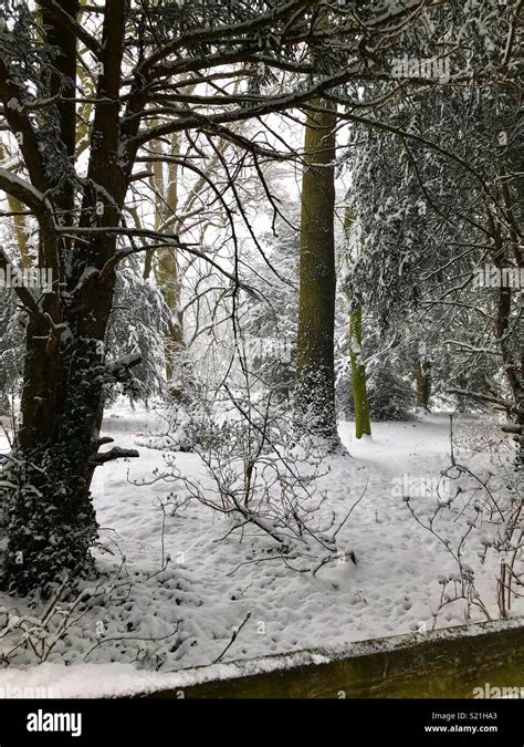 Snowy Woods Hi Res Stock Photography And Images Alamy