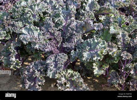 Red Kale Plants Maturing In Field Brassica Oleracea Stock Photo Alamy