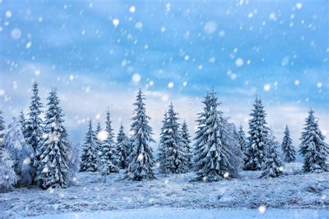Christmas Background With Snowy Fir Trees Stock Photo Image Of